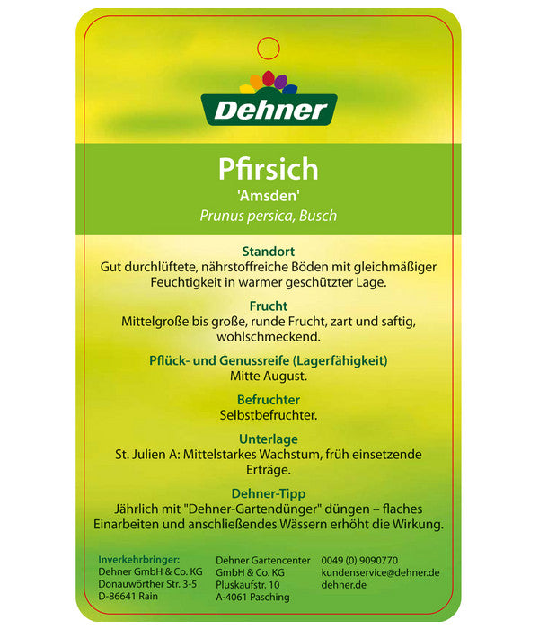  Dehner Pfirsich 'Amsden'