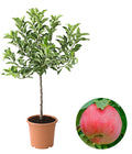  Zwergapfel 'Galina'