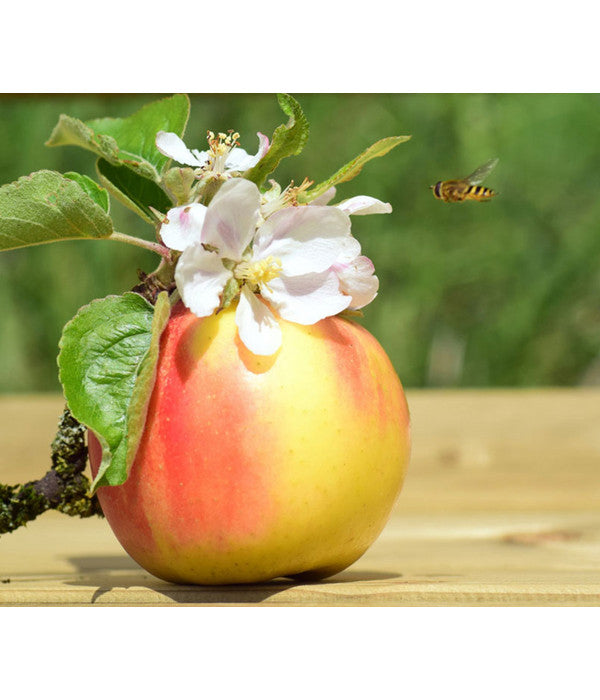  Zwergapfel 'Galina'