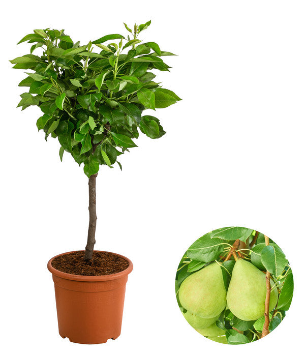  Zwergbirne 'Luisa'