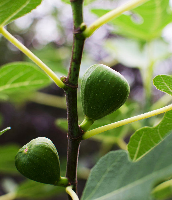  Bio Echte Feige 'Gustissimo® Perretta®'