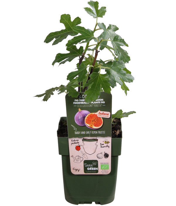  Bio Echte Feige 'Gustissimo® Perretta®'