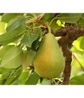  Bio Sommerbirne 'Gute Luise'