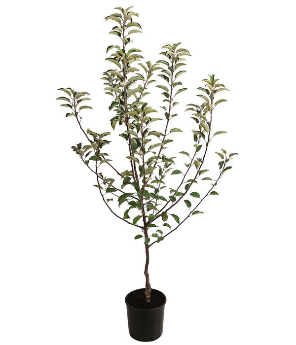  Herbstapfel 'Braeburn'