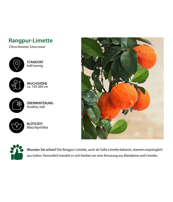  Rangpur-Limette 'Lima Rossa'