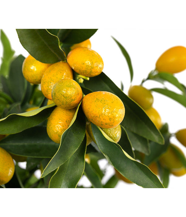  Kumquat