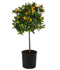  Kumquat