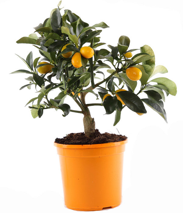  Kumquat