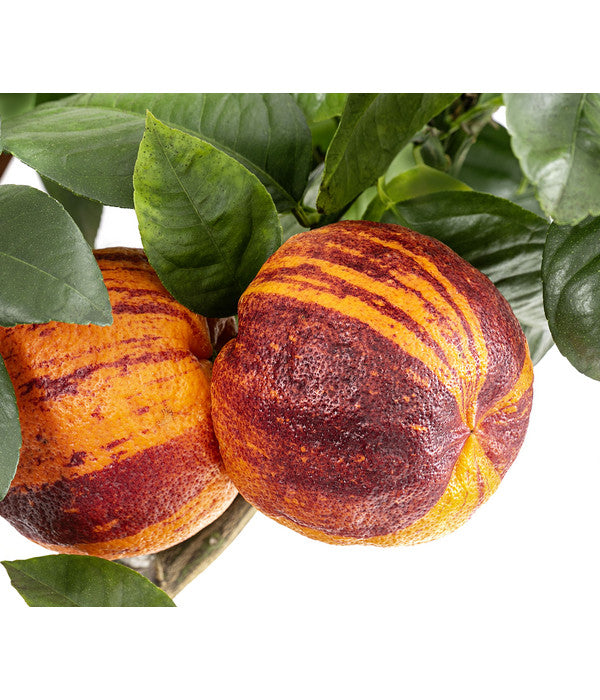  Regenbogen-Orange 'Acrobal'