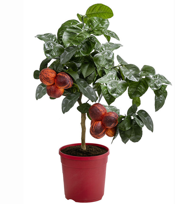  Regenbogen-Orange 'Acrobal'