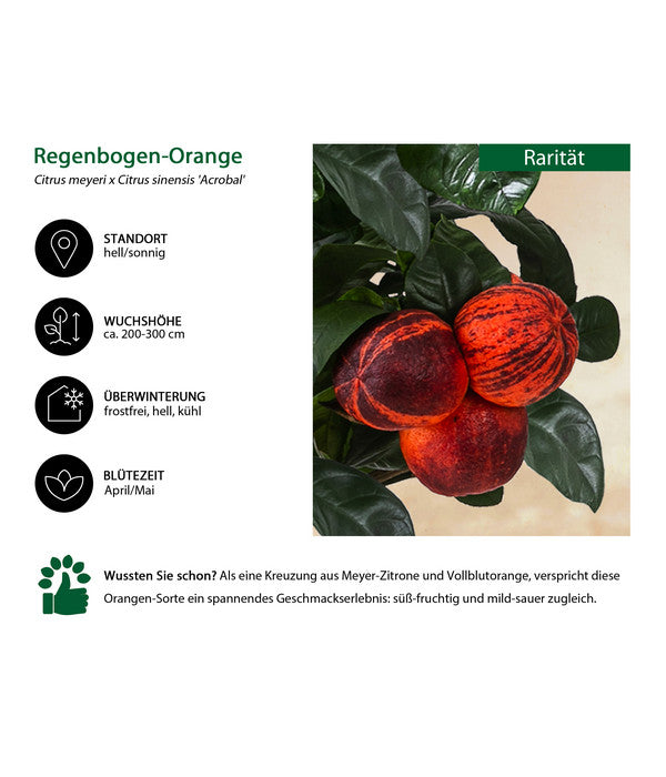  Regenbogen-Orange 'Acrobal'