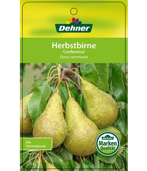  Herbstbirne 'Conference'
