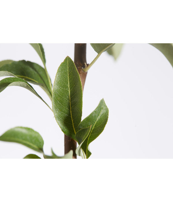  Herbstbirne 'Conference'