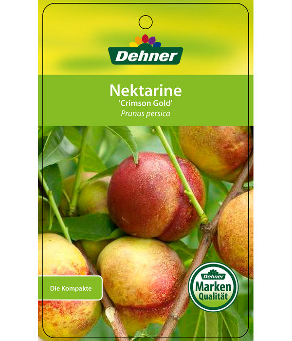  Nektarine 'Crimson Gold'