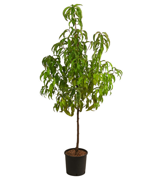  Nektarine 'Crimson Gold'