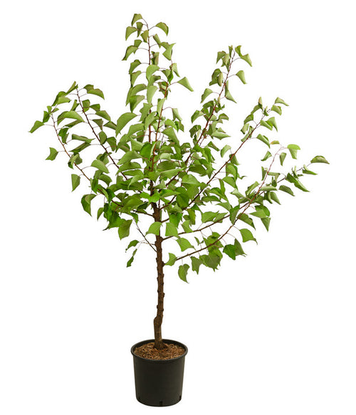  Aprikose 'Compacta'