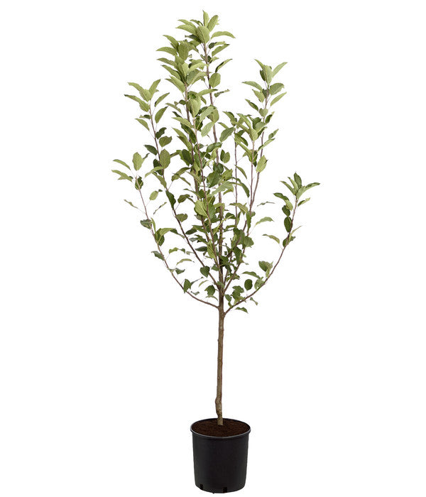  Winterapfel 'Cox Orange'