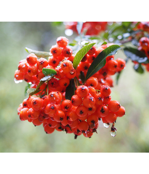  Eberesche 'Edulis'