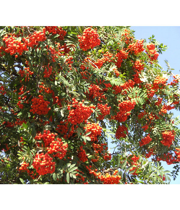 Eberesche 'Edulis'