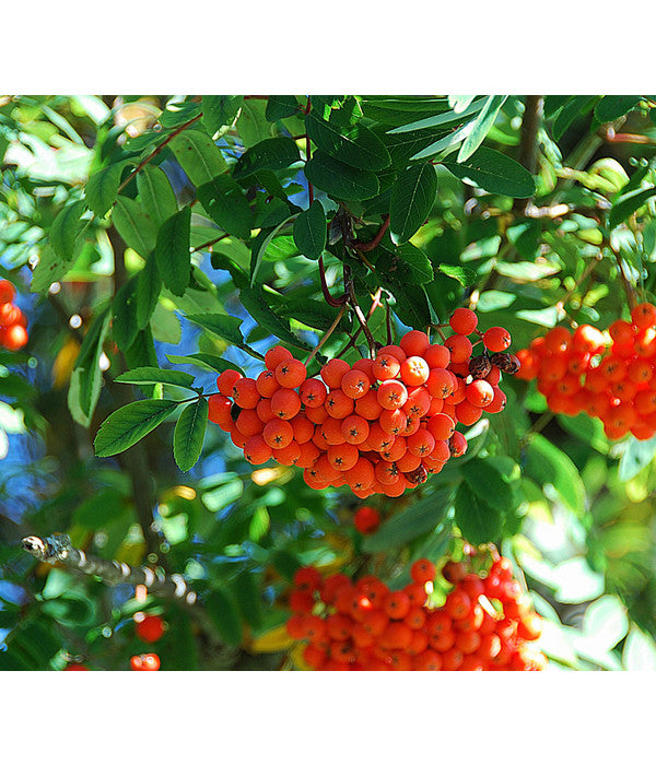  Eberesche 'Edulis'