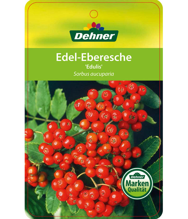  Eberesche 'Edulis'