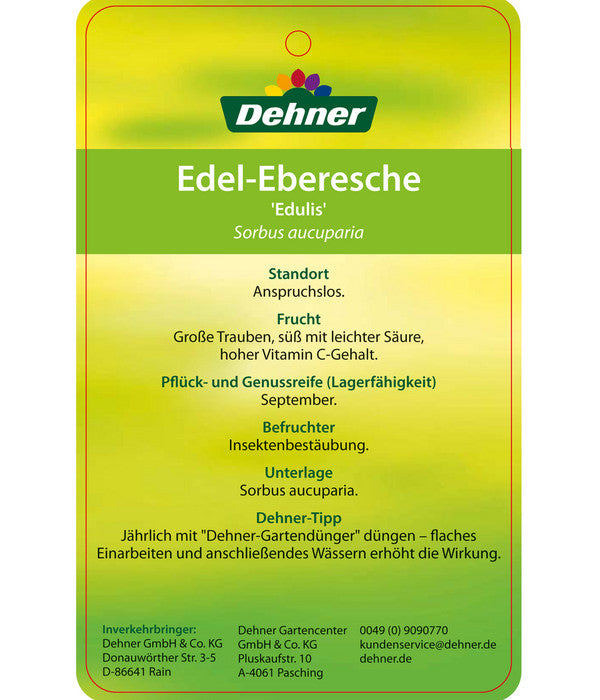  Eberesche 'Edulis'