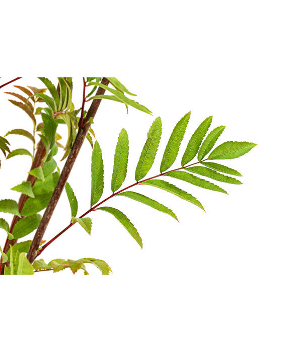  Eberesche 'Edulis'