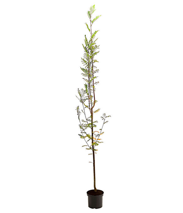  Eberesche 'Edulis'