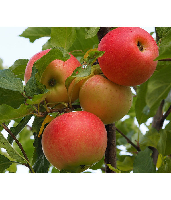  Winterapfel 'Ecolette' (S)