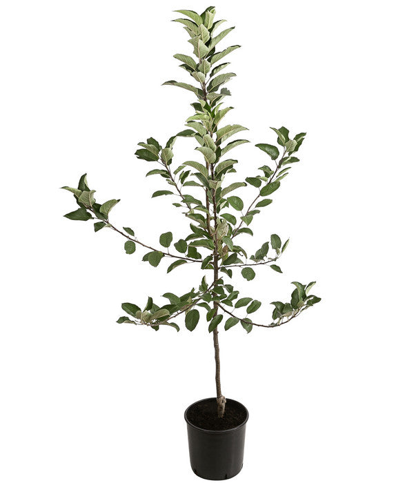  Winterapfel 'Ecolette' (S)