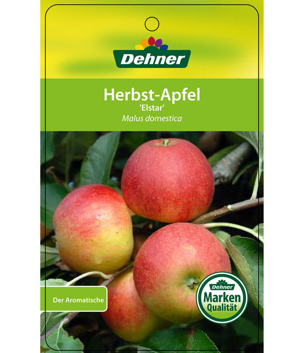  Herbstapfel 'Elstar'