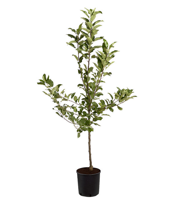  Herbstapfel 'Elstar'