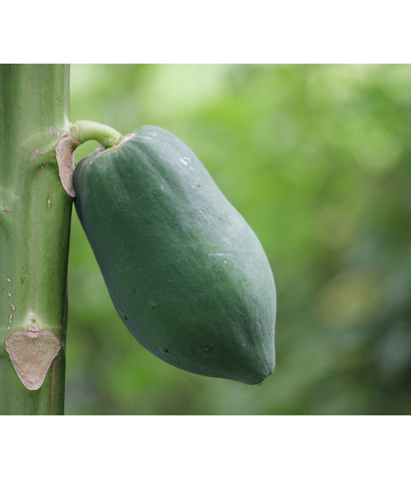  Papaya