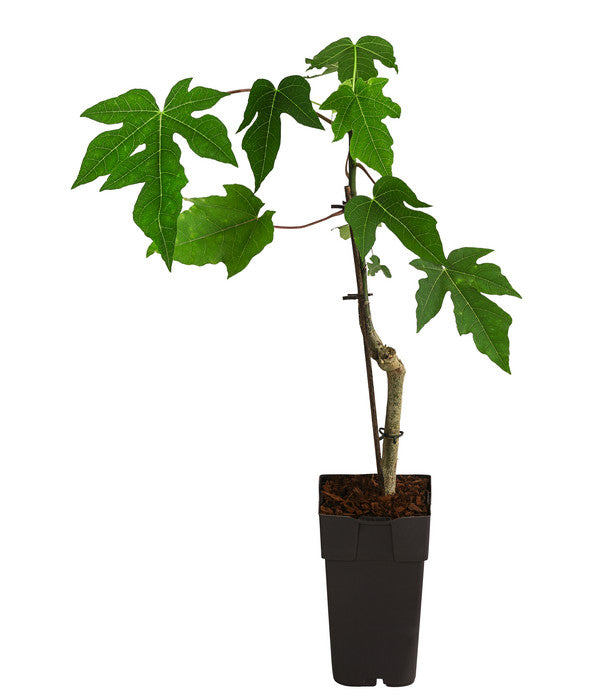  Papaya