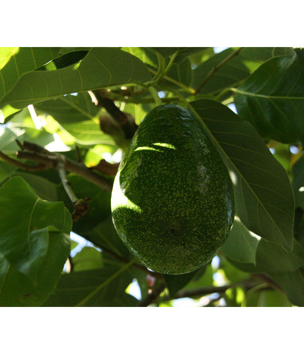  Avocado