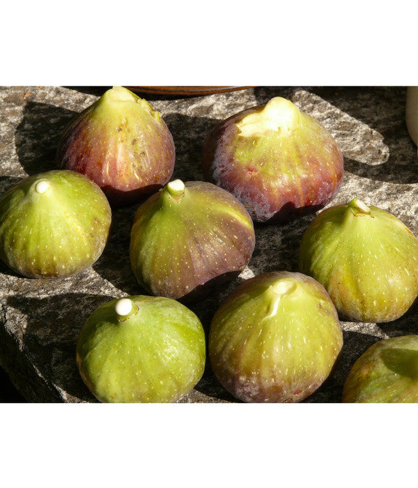  Feige 'Grise De Tarascon'