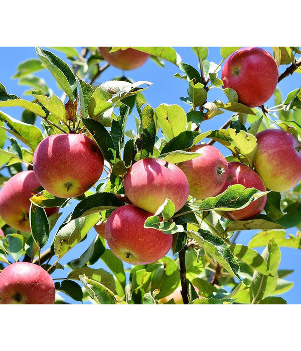  Winterapfel 'Florina'