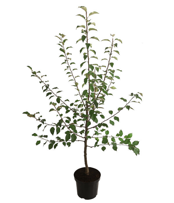  Winterapfel 'Florina'
