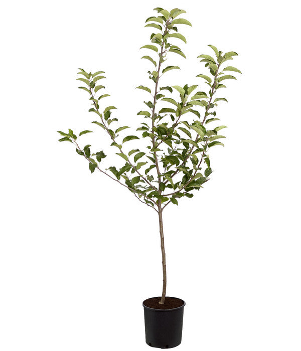  Herbstapfel 'Gala'