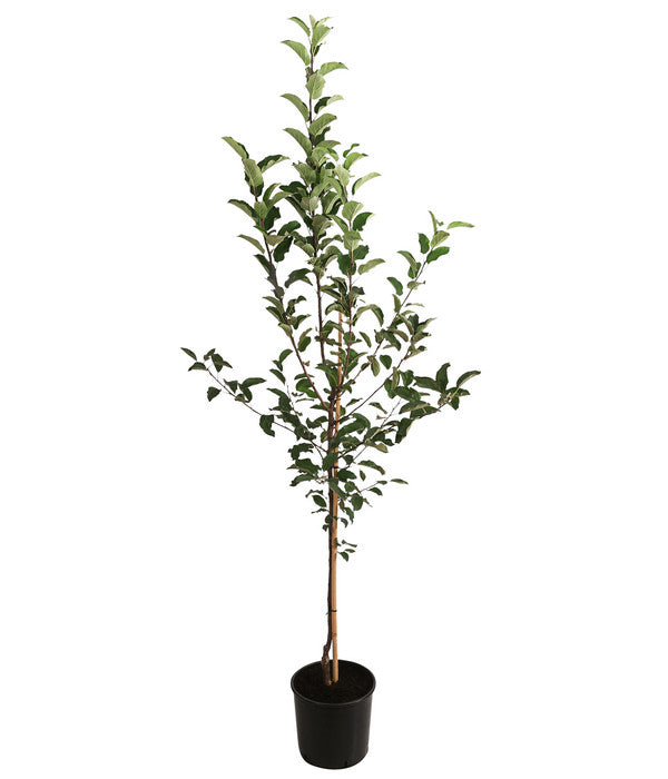  Apfel-Duo 'Gala'/'Elstar'