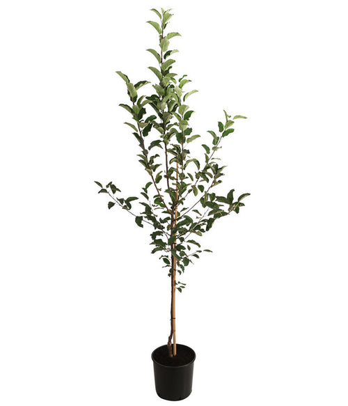  Apfel-Duo 'Gala'/'Elstar'