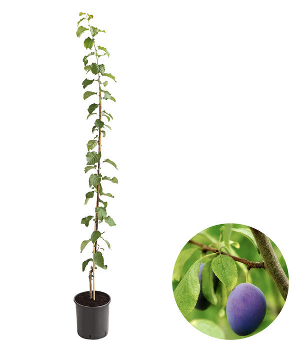  Säulenzwetschge 'Geisenheimer Top'