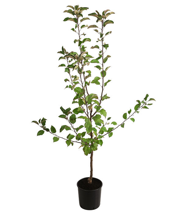  Herbstapfel 'Gerlinde'