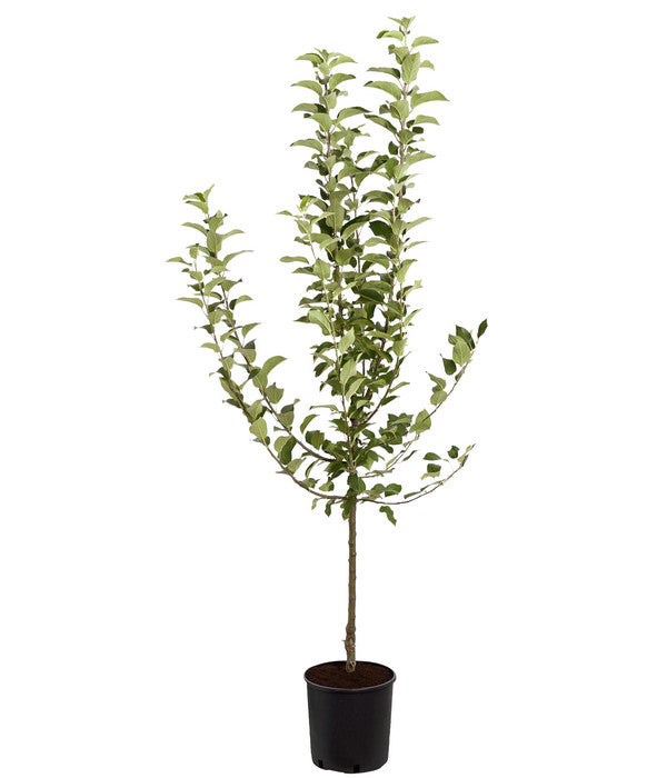  Winterapfel 'Goldparmäne'