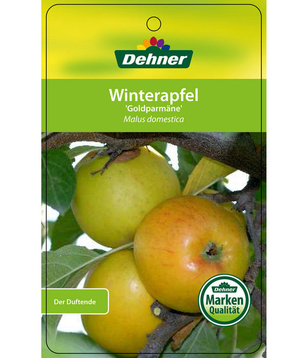  Winterapfel 'Goldparmäne'