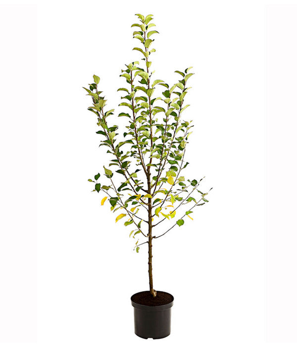  Apfel-Duo 'Goldparmäne'/'Alkmene'
