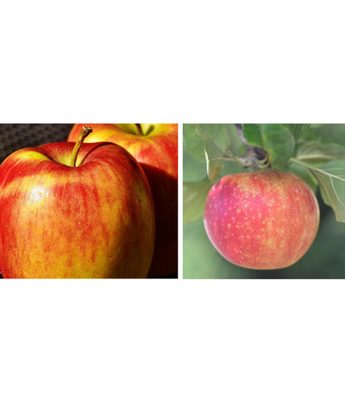  Apfel-Duo 'Goldparmäne'/'Alkmene'