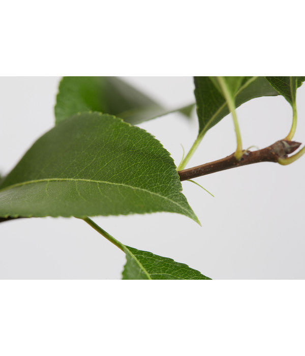  Sommerbirne 'Gute Luise'