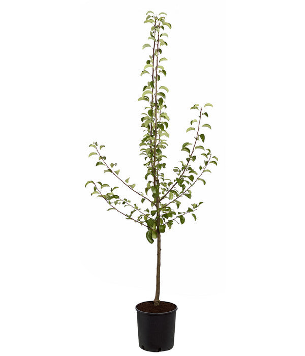  Sommerbirne 'Gute Luise'