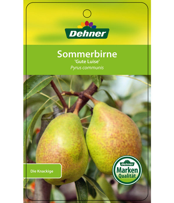  Sommerbirne 'Gute Luise'